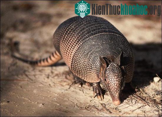 Tê tê armadillos