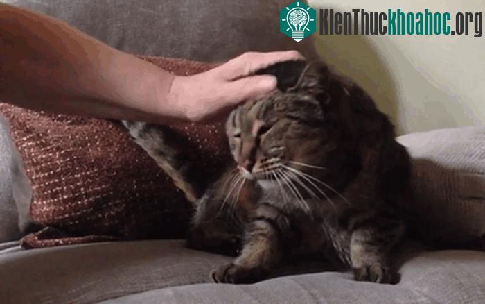 Vào năm ngoái, mèo Nutmeg đã bị một cơn đột quỵ nghiêm trọng.