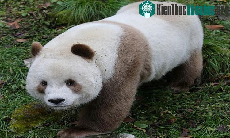 Gấu trúc nâu duy nhất trên thế giới ăn 40kg tre mỗi ngày ảnh 6