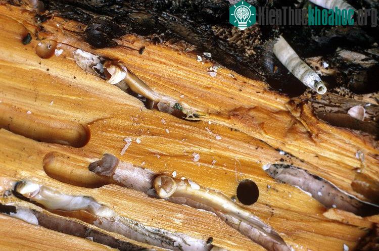 Đầu hà gặm gỗ đến đâu thì thân càng dài ra đến đó.