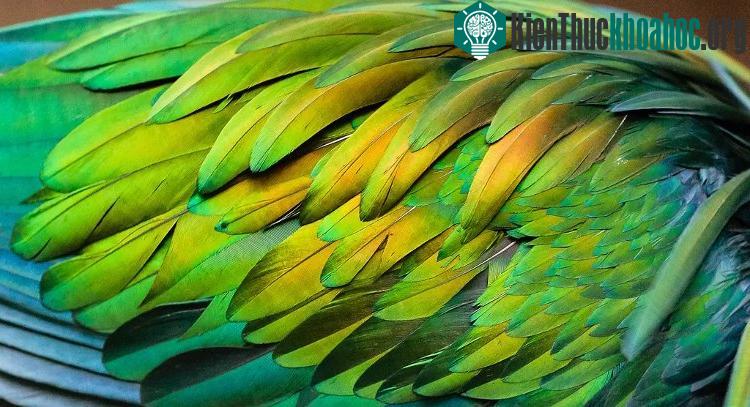 Việc sống mà không cần che giấu, không cần ngụy trang khiến chim bồ câu Nicobar thỏa sức "ăn diện".