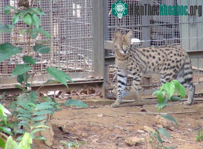 Hai cặp hổ con Bengal ra đời tại Vinpearl Safari Phú Quốc ảnh 6