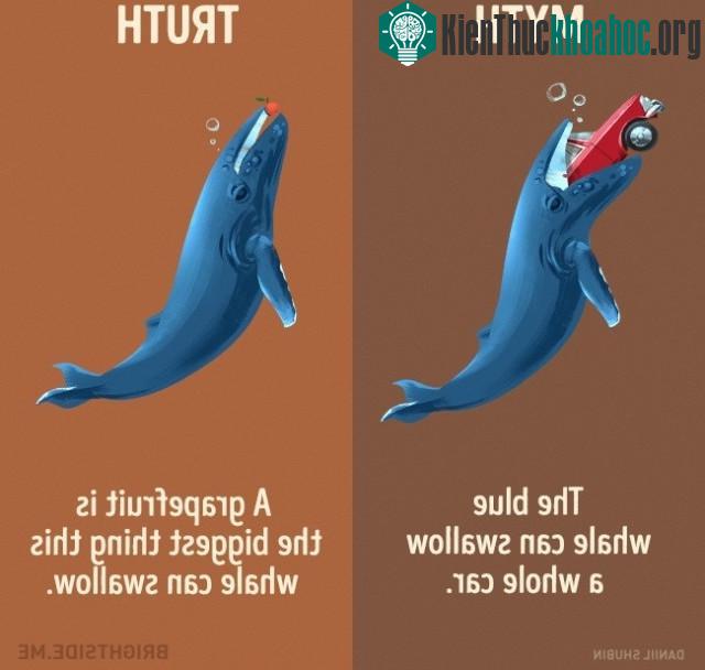 Cá voi xanh có thể nuốt một chiếc xe hơi? Sự thật thì quả bưởi là thứ lớn nhất mà loài cá voi này có thể nuốt.