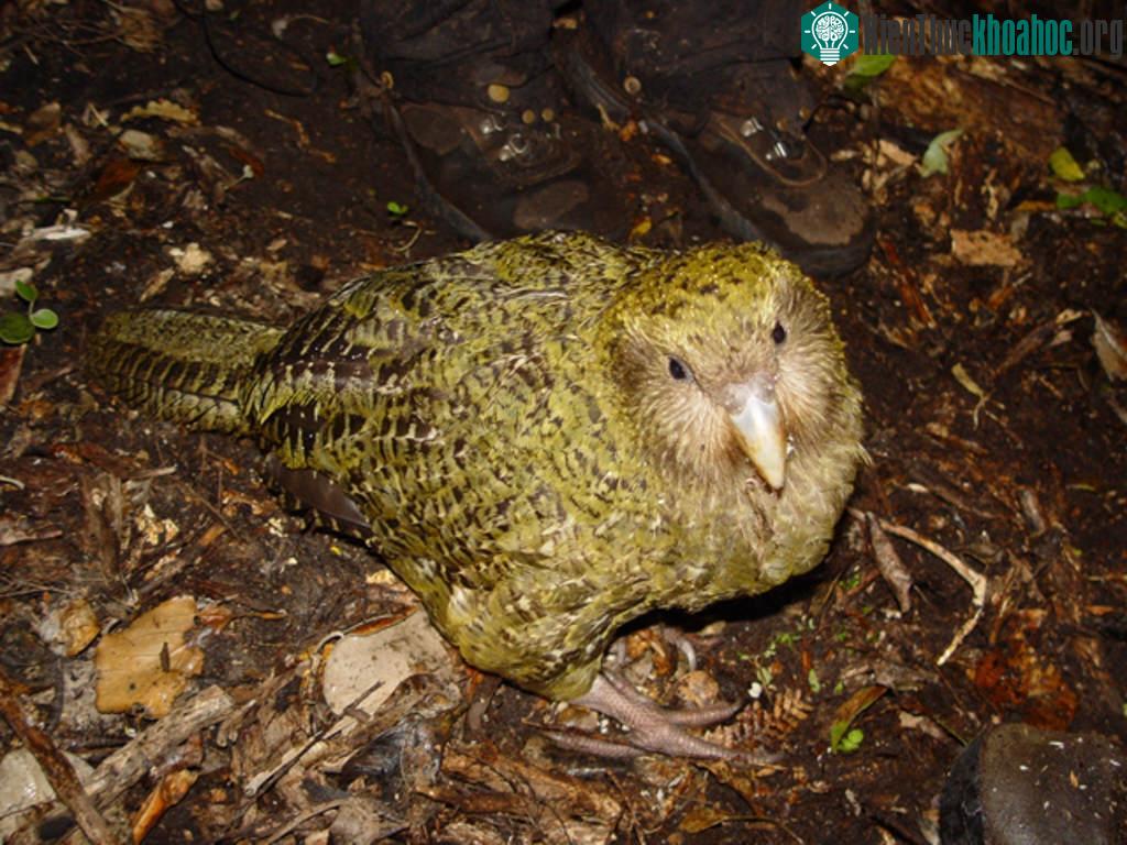 Chim Kakapo