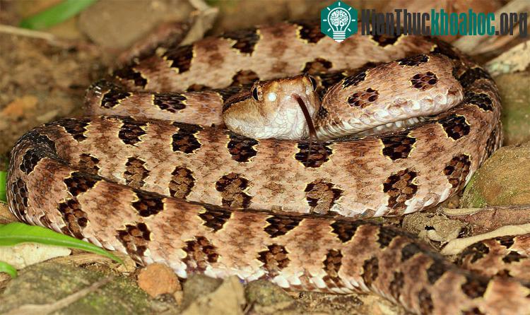 Rắn lục cườm Protobothrops mucrosquamatus. (Ảnh: Picssr.com).