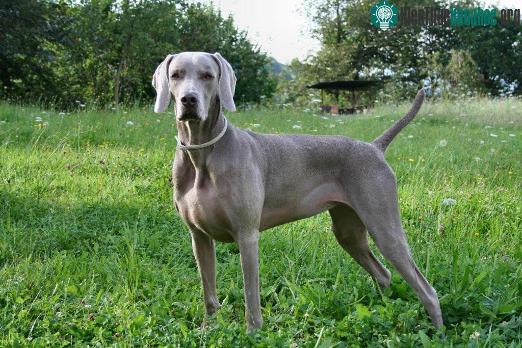7. Chó Weimaraner (tốc độ tối đa: 56 km/h).