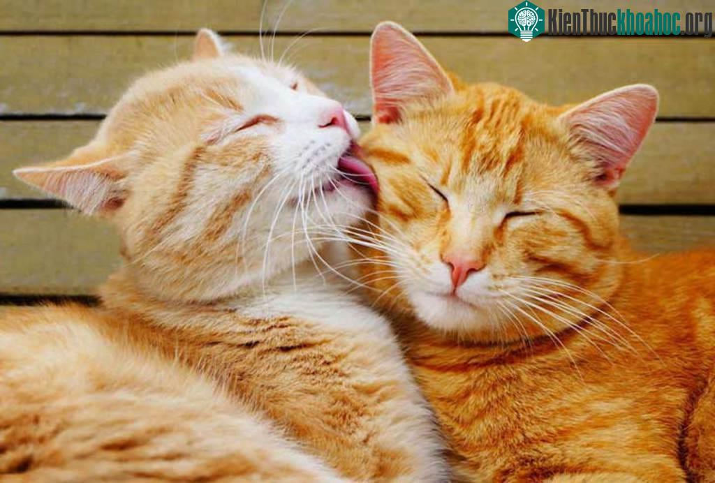 Những cử chỉ âu yếm của động vật yêu chẳng kém con người.