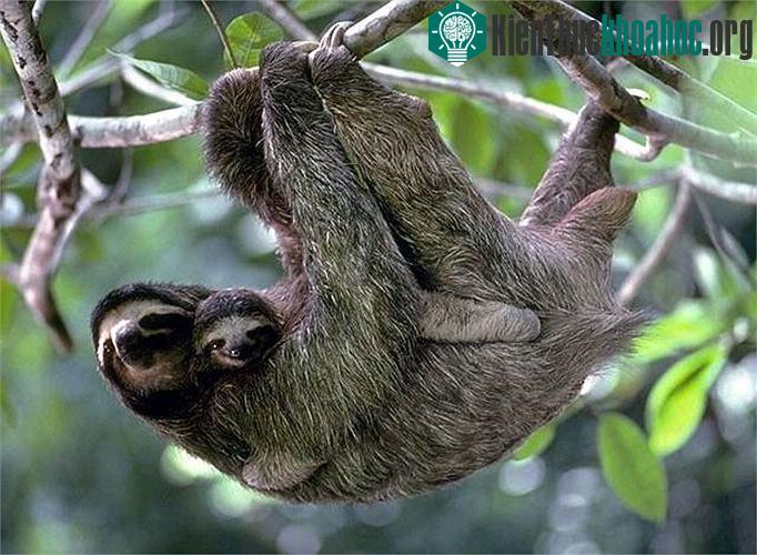 Lười cái mang thai tới 180 ngày và chỉ sinh duy nhất 1 con