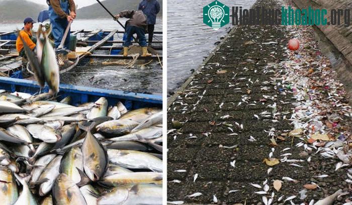 Gần 36 tấn cá nuôi bị chết đồng loạt do sự bùng nổ của các loại tảo độc hại ở Hong Kong