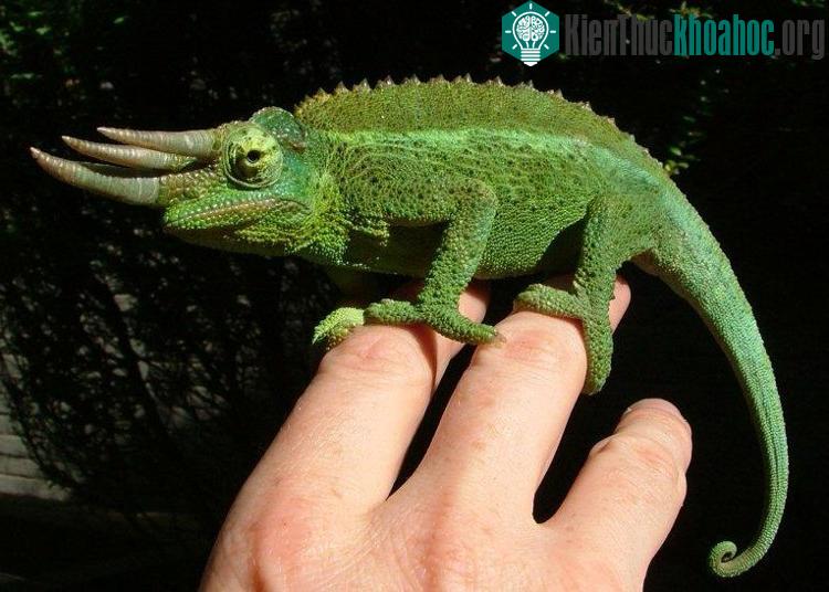 Tắc kè hoa 3 sừng Jackson (Jackson's chameleon)