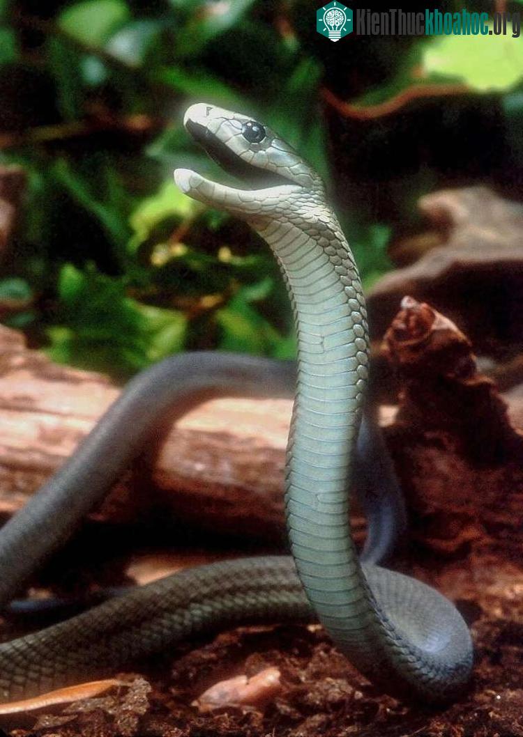 Rắn Mamba Đen là loài bò sát nhanh nhất hành tinh