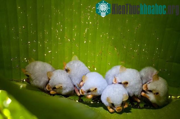 Cận cảnh loài dơi trắng đáng yêu nhìn lạ nhất thế giới ảnh 6