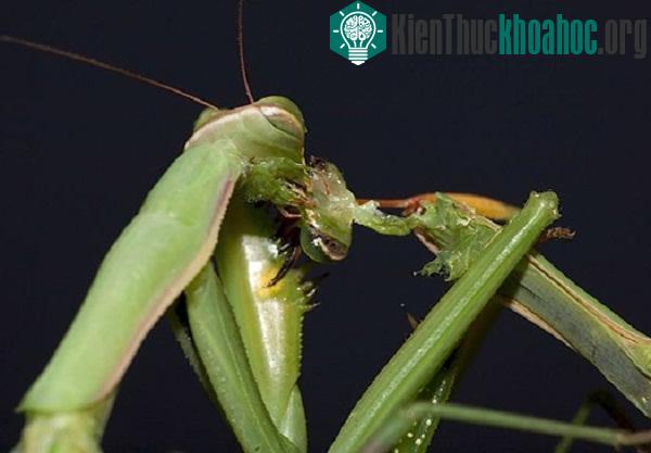 Bọ ngựa cái cắt đứt đầu con đực khi đang giao phối