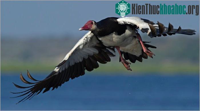 7. Ngỗng Spur Winged – 142km/h.