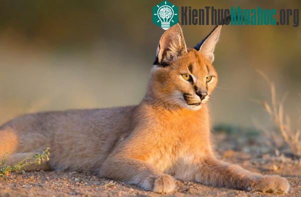 Tìm hiểu về loài mèo hoãng dã Caracal ảnh 6