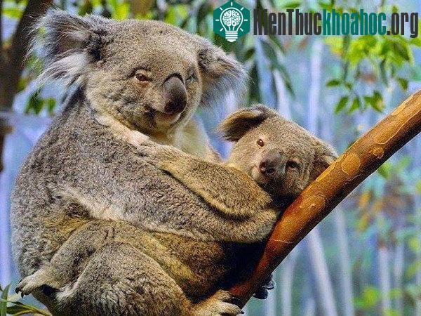 Những sự thật bất ngờ về loài gấu Koala