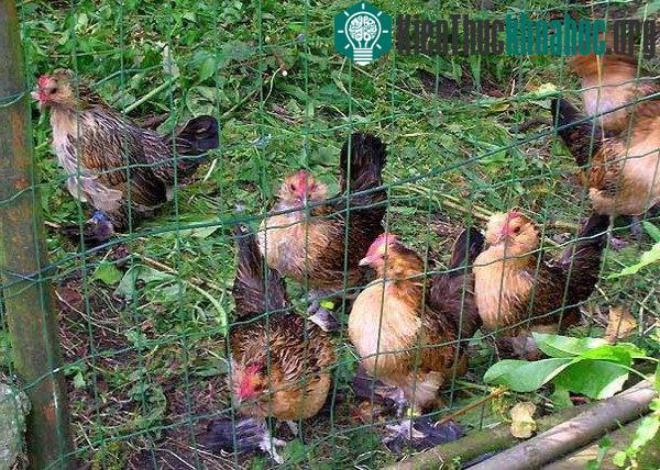 Những sự thật gây choáng về loài gà ít ai nghĩ đến