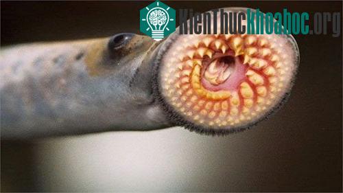 Thế giới của những loài hút máu