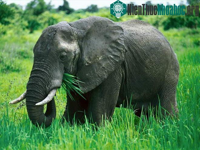 Những loài vật phá vỡ mọi kỷ lục- ảnh 7
