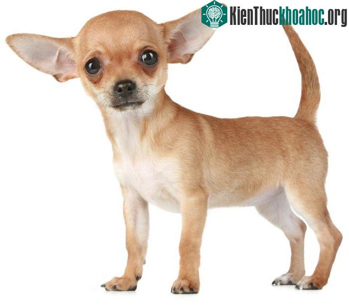 Kỷ lục của... chó