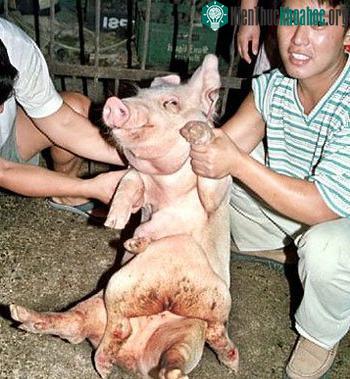 Những con vật lạ thường