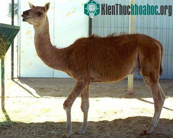 Những con vật lai kỳ lạ