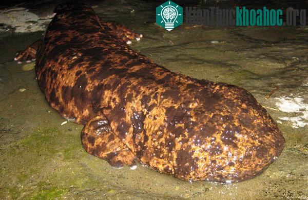 Những đứa con khổng lồ của tự nhiên