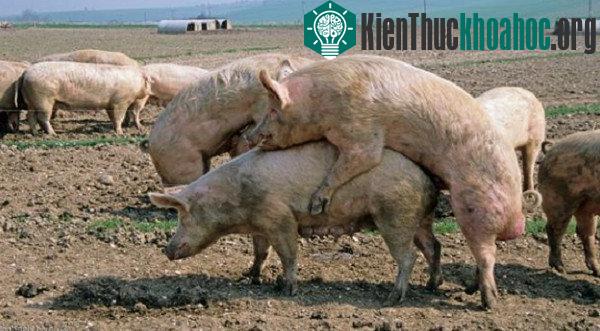 Những hiểu lầm về loài heo mà mọi người mắc phải