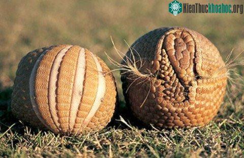 Cuộc mình như quả bóng da, không một khe hở cho kẻ thù là cách tự vệ của tatu.