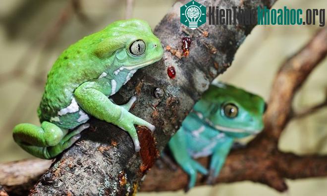 Sắc màu rực rỡ nổi bật của loài ếch cây