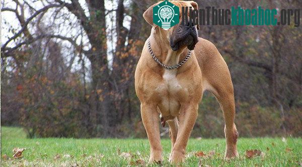 Boer Boel