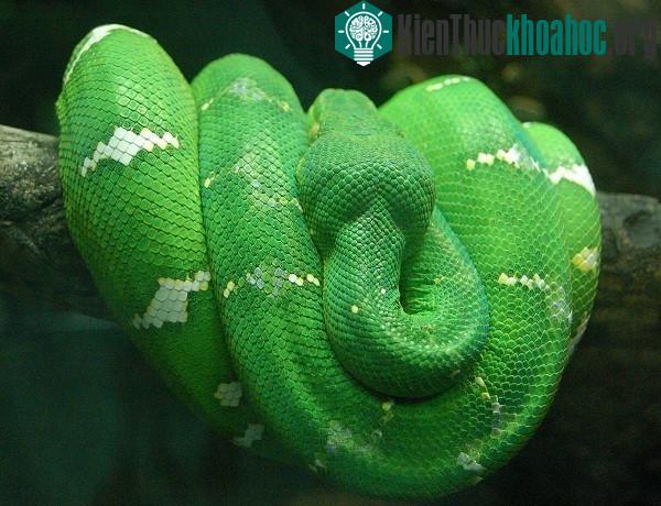 Những loài trăn sinh ra đã được quyết định thành quái vật khổng lồ