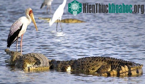 Cá sấu cướp mồi của "bạn" cò