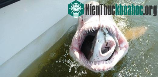 Bức ảnh trên chụp lại khoảnh khắc chú cá mập hổ nhảy lên, nuốt trọn một chú cá mập voi người ta vừa câu được.