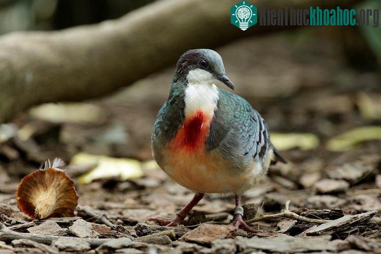 Loài chim bồ câu kỳ lạ với “trái tim rỉ máu” ở ngực