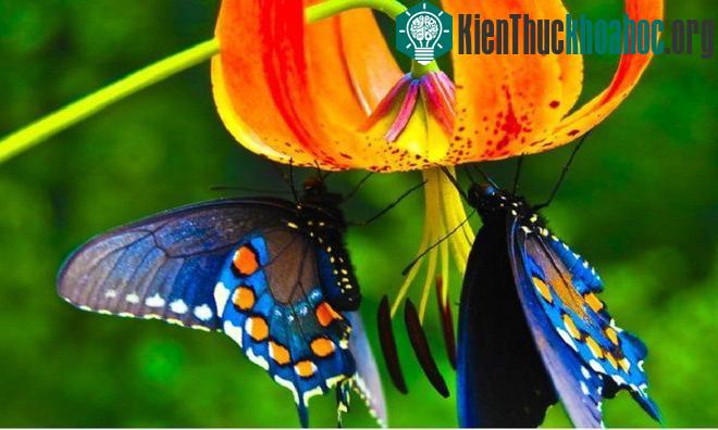 Những đặc điểm độc đáo riêng biệt của các loài động vật