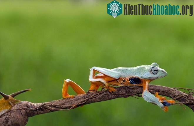 Ếch lười biếng, đi nhờ ốc sên
