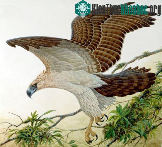 Những loài chim nguy hiểm nhất hành tinh