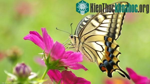 Kinh ngạc trước khả năng siêu anh hùng ở các loài động vật