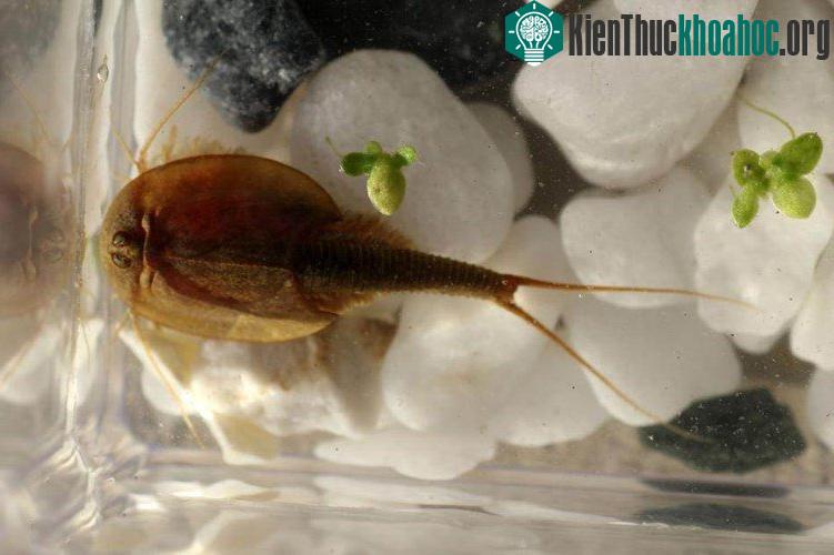 2 loài động vật thời cổ đại hiếm thấy vừa tái xuất