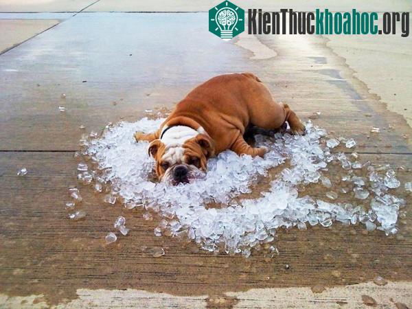Đừng tưởng chỉ con người mới biết nắng nóng là gì nhé!