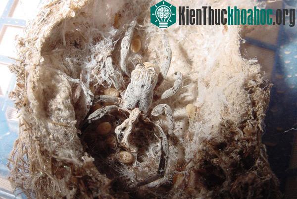 Loài nhện nôn ruột cho con ăn gây sốc