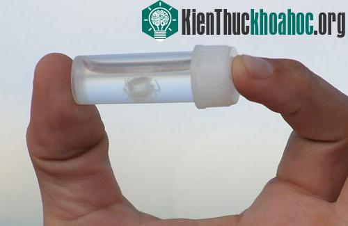 7 loài sinh vật nhỏ bé nhưng gây nguy hiểm chết người