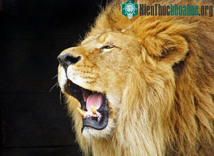 Điểm danh động vật có âm thanh độc nhất vô nhị