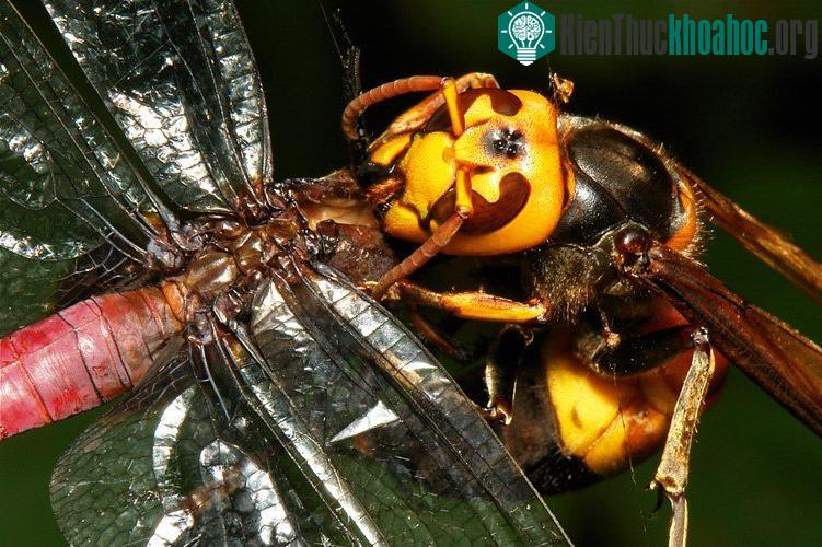 Chân dung ong khổng lồ giết người hàng loạt ở châu Á