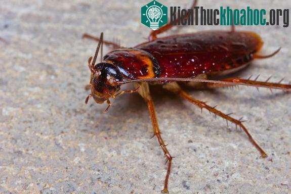 Khám phá gây sốc về trái tim động vật
