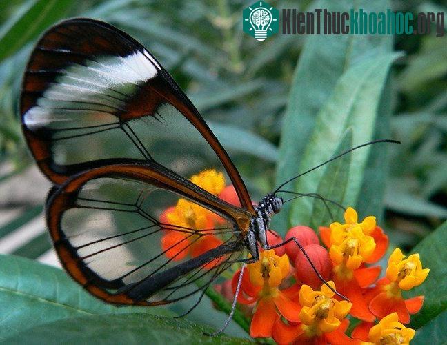 Những sự thực thú vị ít ai biết về loài bướm