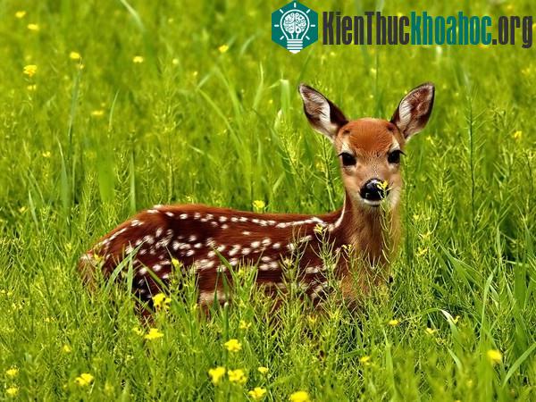 Bạn đã biết hình tượng dễ thương của loài nai qua hình tượng chú nai Bambi, nhưng đó là trên phim