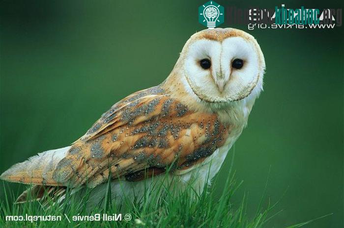 Bí ẩn về loài chim báo hiệu cái chết ảnh 7