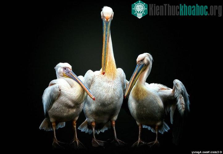 Chim bồ nông dùng đôi cánh rộng để bảo vệ hai con của nó.